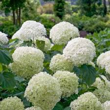 Attēlu rezultāti vaicājumam “Hydrangea arborescens subsp. discolor flower”
