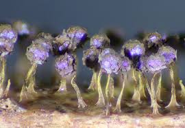 Attēlu rezultāti vaicājumam “Physarum flavicomum spores”