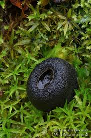 Attēlu rezultāti vaicājumam “Pseudoplectania nigrella”