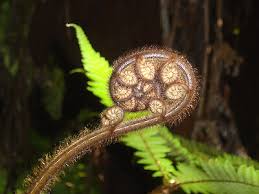 Attēlu rezultāti vaicājumam “Weissia squarrosa”