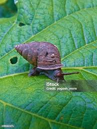 Attēlu rezultāti vaicājumam “Helicidae”