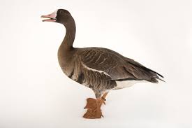 Attēlu rezultāti vaicājumam “Anser albifrons”