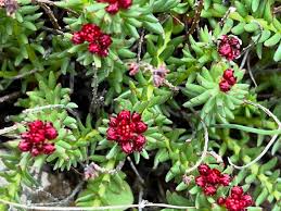 Attēlu rezultāti vaicājumam “Primula farinosa fruit”
