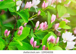 Attēlu rezultāti vaicājumam “Lonicera xylosteum flower”