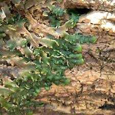 Attēlu rezultāti vaicājumam “Jungermanniopsida”