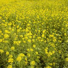 Attēlu rezultāti vaicājumam “Sinapis alba leaf”