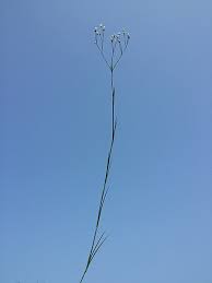 Attēlu rezultāti vaicājumam “Arenaria procera”