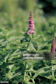 Attēlu rezultāti vaicājumam “Mentha longifolia flower”