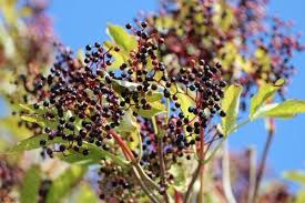 Attēlu rezultāti vaicājumam “Sambucus nigra fruit”