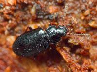 Attēlu rezultāti vaicājumam “Tachyta nana”