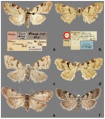 Attēlu rezultāti vaicājumam “Nolidae”