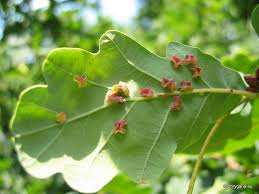 Attēlu rezultāti vaicājumam “Neuroterus albipes”