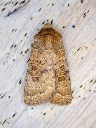 Attēlu rezultāti vaicājumam “Hoplodrina octogenaria”