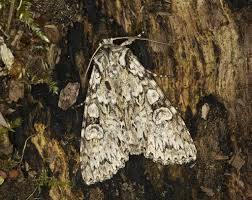 Attēlu rezultāti vaicājumam “Polia nebulosa”