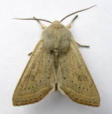 Attēlu rezultāti vaicājumam “Orthosia gracilis”