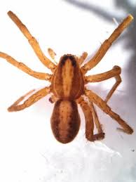 Attēlu rezultāti vaicājumam “Lycosidae”