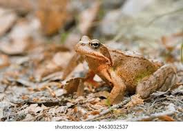 Attēlu rezultāti vaicājumam “Rana temporaria adult”