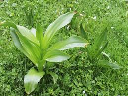 Attēlu rezultāti vaicājumam “Colchicum autumnale”