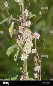 Attēlu rezultāti vaicājumam “Cuscuta europaea flower”