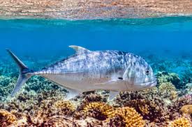 Image result for Seriola rivoliana