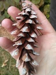 Attēlu rezultāti vaicājumam “Pinus ponderosa fruit”