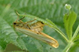 Attēlu rezultāti vaicājumam “Cybosia mesomella”