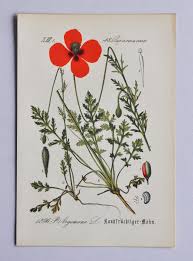 Attēlu rezultāti vaicājumam “Papaver argemone leaf”