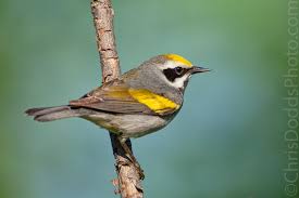 Image result for Vermivora chrysoptera