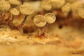 Attēlu rezultāti vaicājumam “Cribraria piriformis macro”