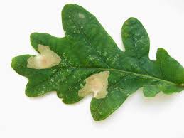 Attēlu rezultāti vaicājumam “Tischeria ekebladella”