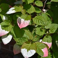 Attēlu rezultāti vaicājumam “Actinidia kolomikta”