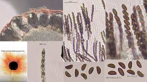 Attēlu rezultāti vaicājumam “Hypoxylon fragiforme / howeianum”