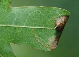 Attēlu rezultāti vaicājumam “Caloptilia hemidactylella”
