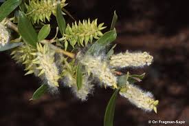 Attēlu rezultāti vaicājumam “Salix x doniana flower”
