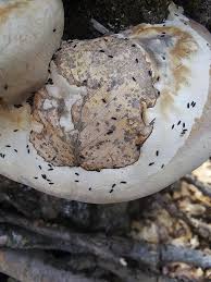 Attēlu rezultāti vaicājumam “Hypogastrura sp.”