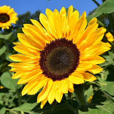 Résultat de recherche d'images pour "tournesol"