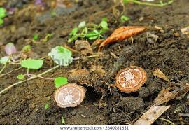 Attēlu rezultāti vaicājumam “Cordyceps ophioglossoides”