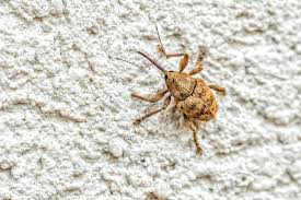 Attēlu rezultāti vaicājumam “Curculio venosus”