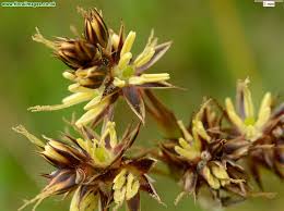 Attēlu rezultāti vaicājumam “Luzula campestris”