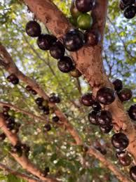 Attēlu rezultāti vaicājumam “Jovibarba globifera fruit”