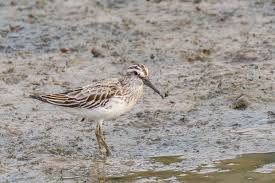Attēlu rezultāti vaicājumam “Calidris falcinellus”