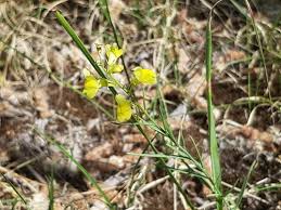 Attēlu rezultāti vaicājumam “Linaria loeselii flower”