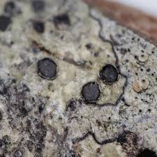 Attēlu rezultāti vaicājumam “Phaeographis dendritica”