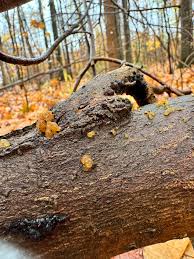 Attēlu rezultāti vaicājumam “Myxarium nucleatum”