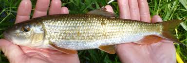 Image result for Moxostoma duquesnei