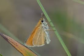 Attēlu rezultāti vaicājumam “Thymelicus lineola female”