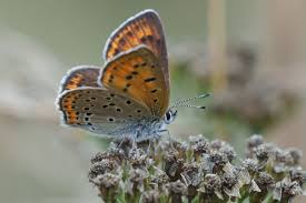 Attēlu rezultāti vaicājumam “Lycaena hippothoe underside”