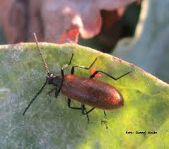 Attēlu rezultāti vaicājumam “Pseudocistela ceramboides”