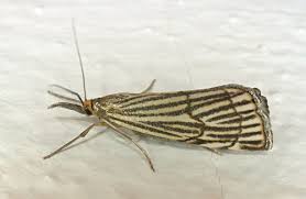 Attēlu rezultāti vaicājumam “Crambus hamella”