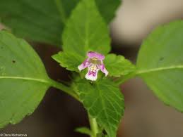 Attēlu rezultāti vaicājumam “Galeopsis tetrahit”